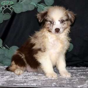 Miniature Australian Shepherd Puppies For Sale - GFP