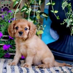 Goldie, Cavalier King Charles Spaniel Puppy
