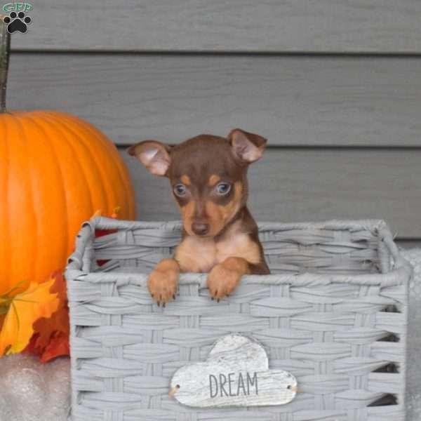 Gracie, Miniature Pinscher Puppy