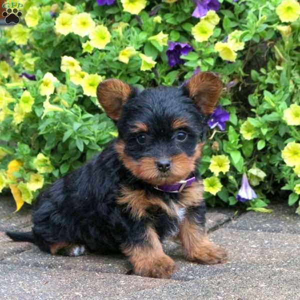 Hannah Yorkie Mix Puppy For Sale in Pennsylvania