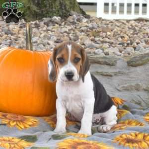 Beagle Puppies For Sale | Greenfield Puppies