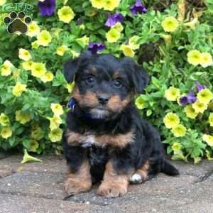 Yorkie Mix Puppies For Sale | Greenfield Puppies