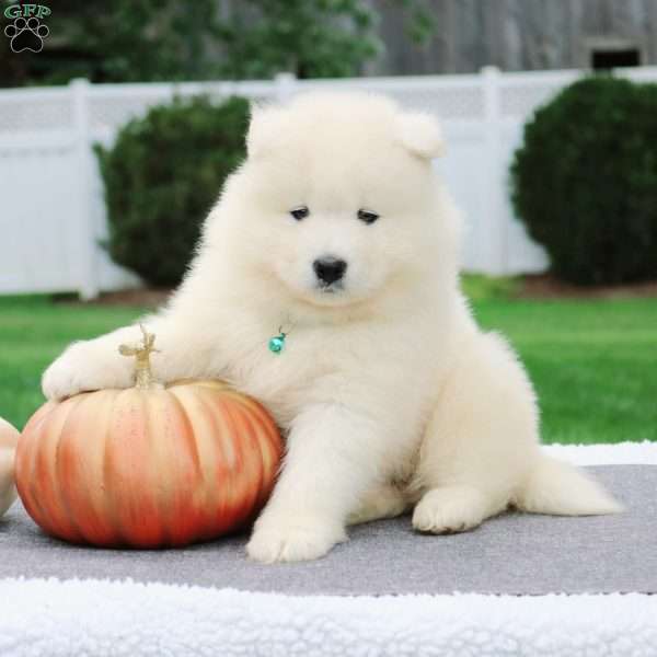 Theo, Samoyed Puppy