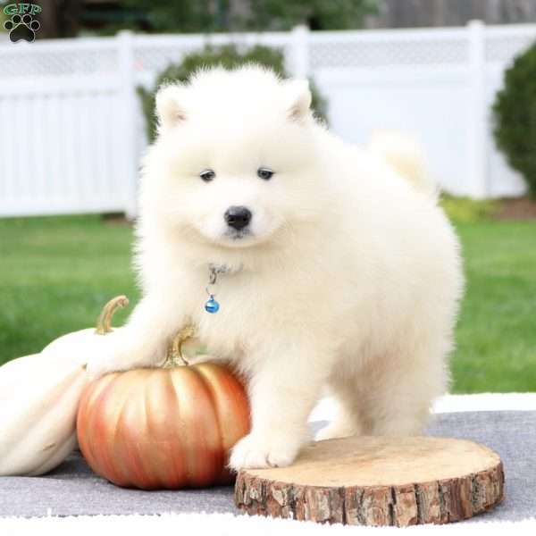 Tucker, Samoyed Puppy