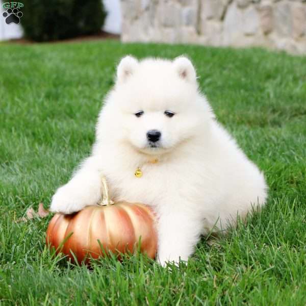 Tessa, Samoyed Puppy