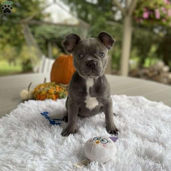 Daisy, Frenchton Puppy