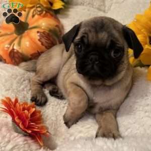 Pug Puppies For Sale | Greenfield Puppies