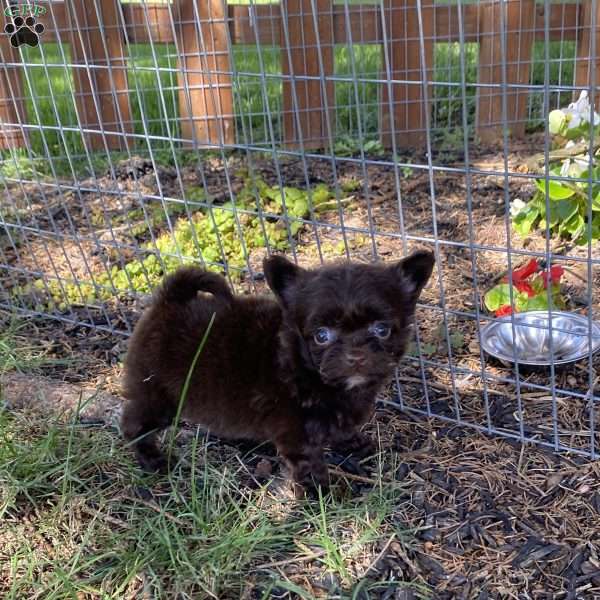 Atlas, Pomapoo Puppy