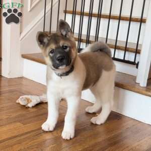 Akita Puppies for Sale - Greenfield Puppies