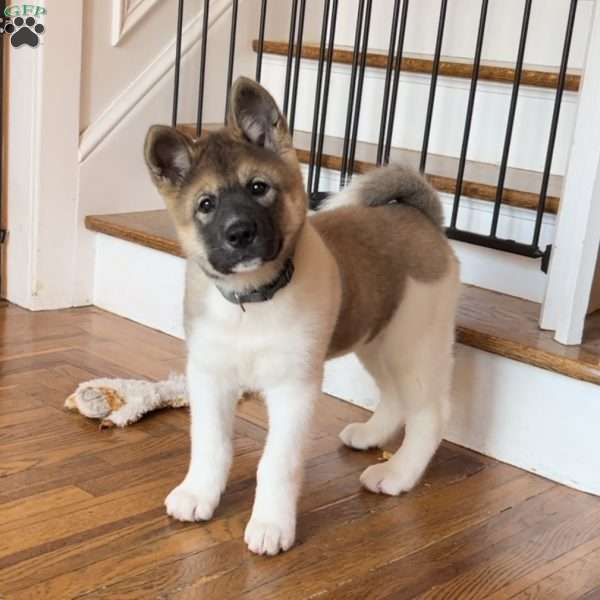 Cali - Akita Puppy For Sale in Pennsylvania