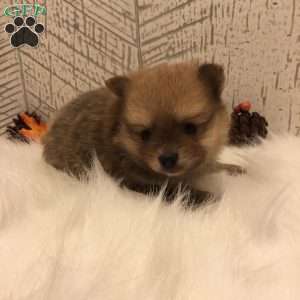 Pomeranian Puppies For Sale - Greenfield Puppies