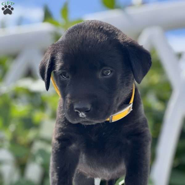 Tiny Tot, Black Labrador Retriever Puppy