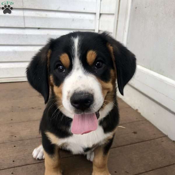 Griffin, Greater Swiss Mountain Dog Puppy