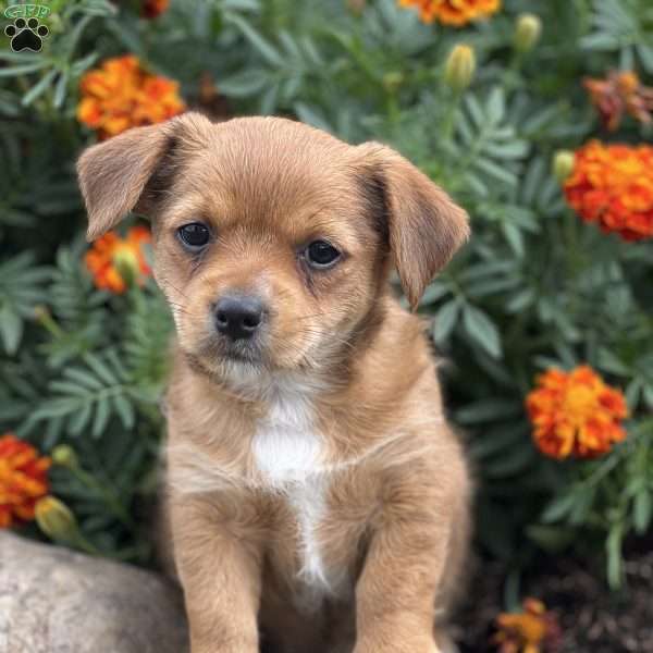 Davy, Chihuahua Mix Puppy
