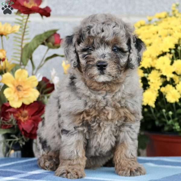 Duke, Mini Labradoodle Puppy