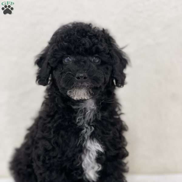 Crazy - Miniature Poodle Puppy For Sale in New York