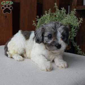 Lily, Cavapoo Puppy