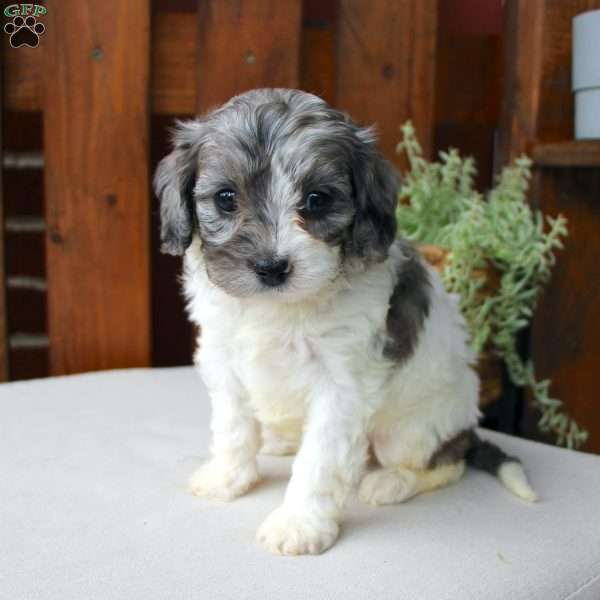 Lily, Cavapoo Puppy