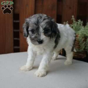 Lily, Cavapoo Puppy