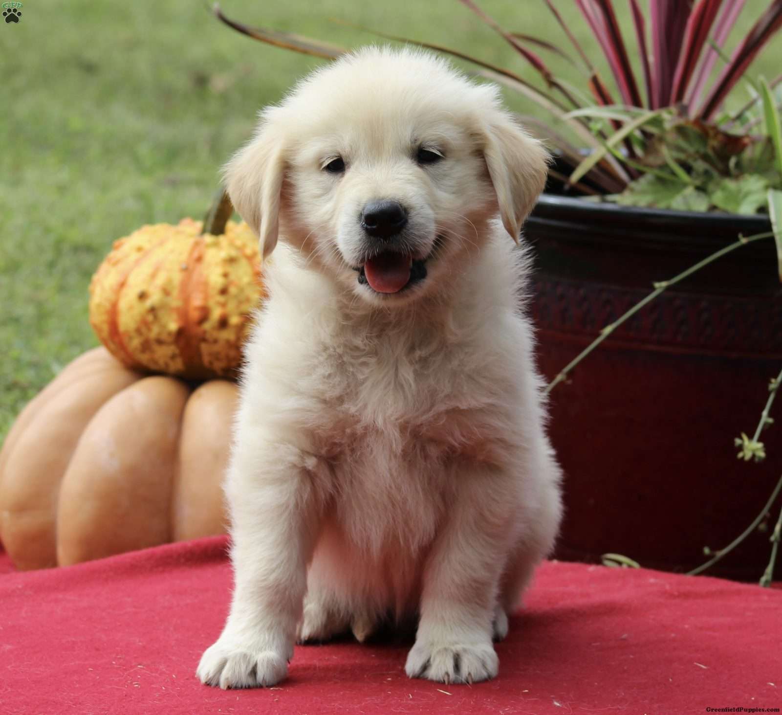 Samuel King - Dog Breeder - Greenfield Puppies