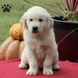 Samuel King - Dog Breeder - Greenfield Puppies