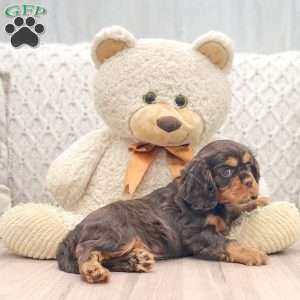 Cocoa, Cavalier King Charles Spaniel Puppy