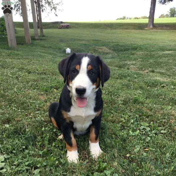 Cooper, Greater Swiss Mountain Dog Puppy