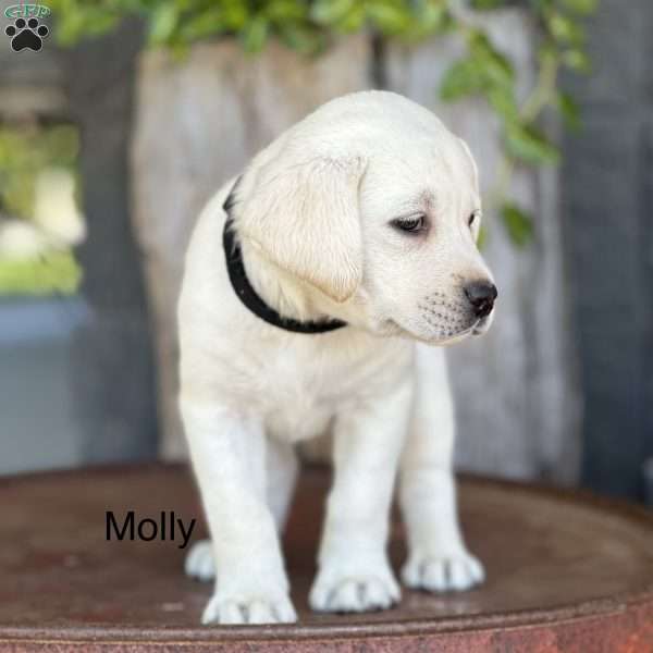 Molly, Yellow Labrador Retriever Puppy