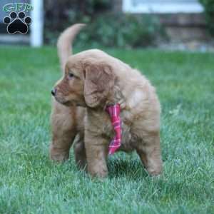 Yeats, Golden Retriever Puppy