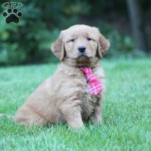 Yeats, Golden Retriever Puppy