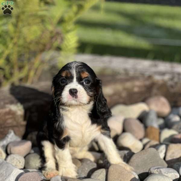 Maisey, Cavalier King Charles Mix Puppy