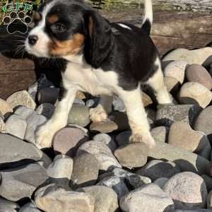 Magnet, Cavalier King Charles Mix Puppy