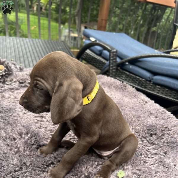 Yellow, German Shorthaired Pointer Puppy