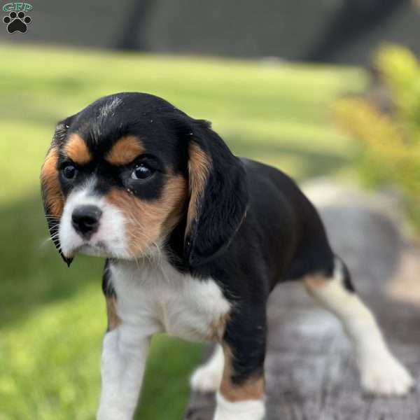 Moe, Cavalier King Charles Mix Puppy