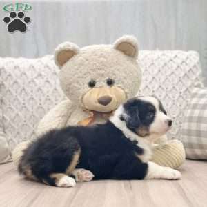 Lana, Australian Shepherd Puppy