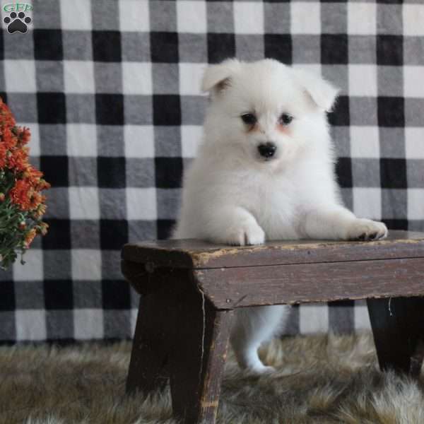 Colby, American Eskimo Puppy