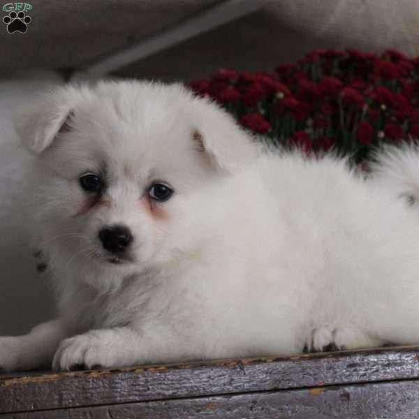 Chloe, American Eskimo Puppy