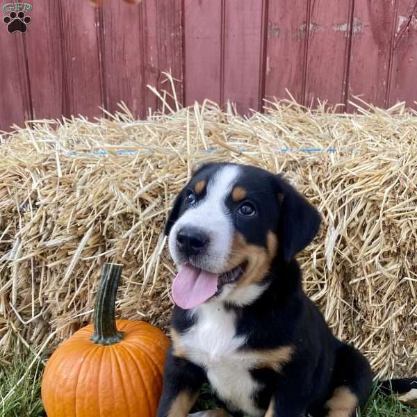 Lilac, Greater Swiss Mountain Dog Puppy