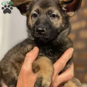 Bella, German Shepherd Puppy