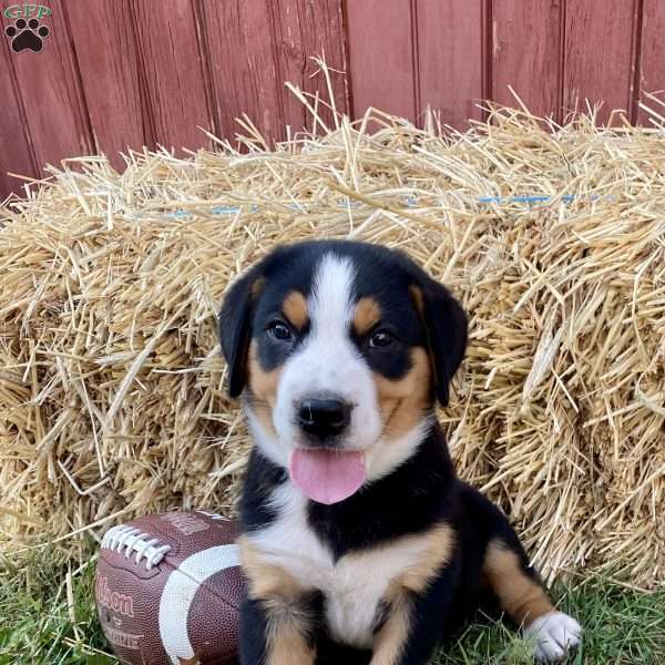 Ollie, Greater Swiss Mountain Dog Puppy