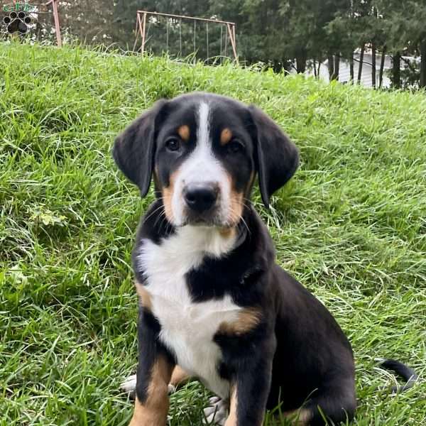 Murphy, Greater Swiss Mountain Dog Puppy