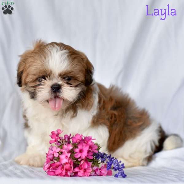 Layla, Shih Tzu Puppy