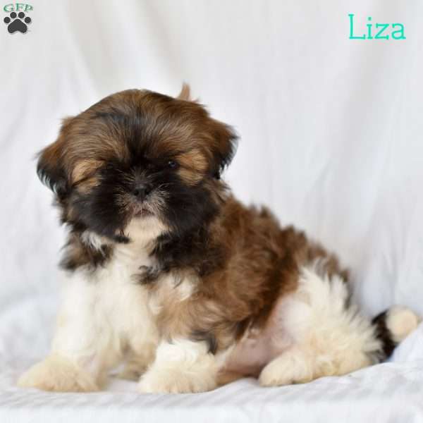 Liza, Shih Tzu Puppy