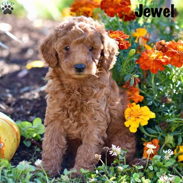 Jewel, Cockapoo Puppy