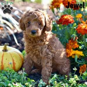 Jewel, Cockapoo Puppy