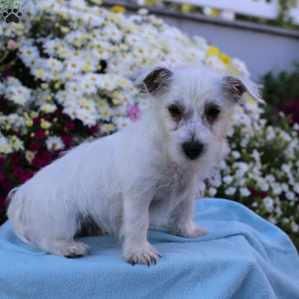 Milo, West Highland Terrier Puppy
