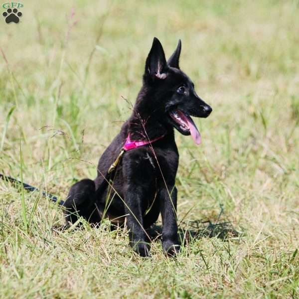 Callie, Dutch Shepherd Puppy