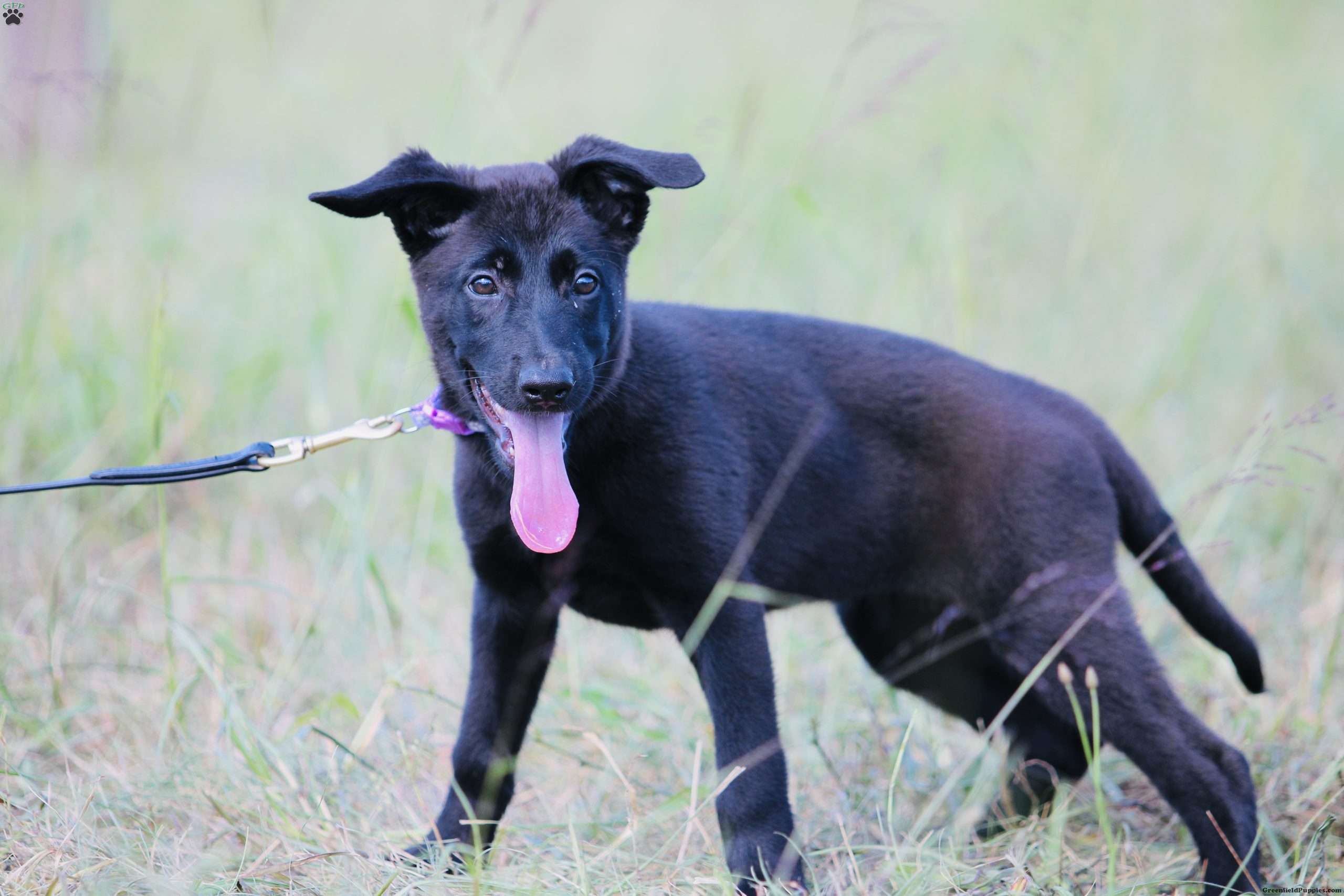 Harper - Dutch Shepherd Puppy For Sale in New Jersey