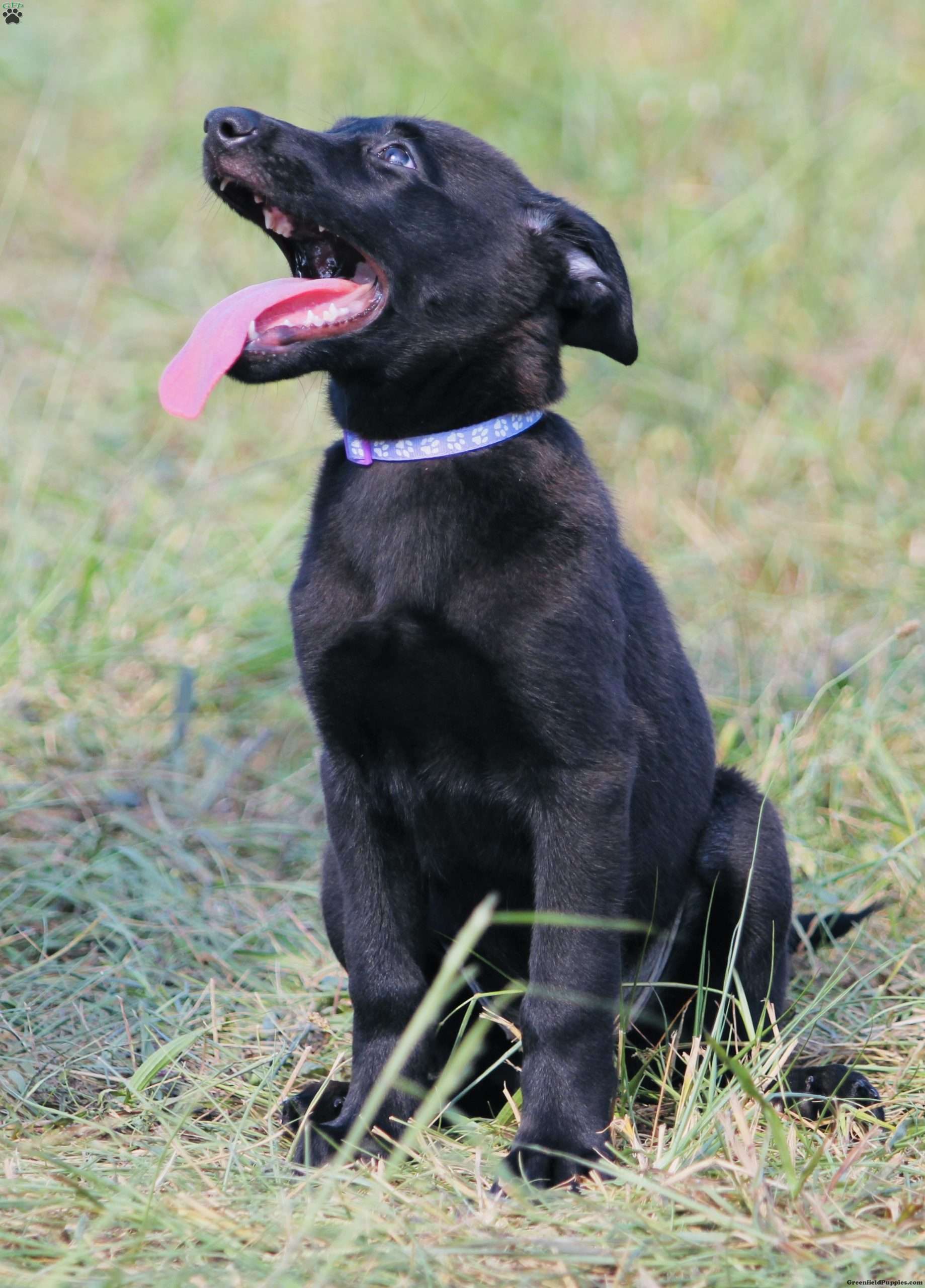 Harper - Dutch Shepherd Puppy For Sale in New Jersey