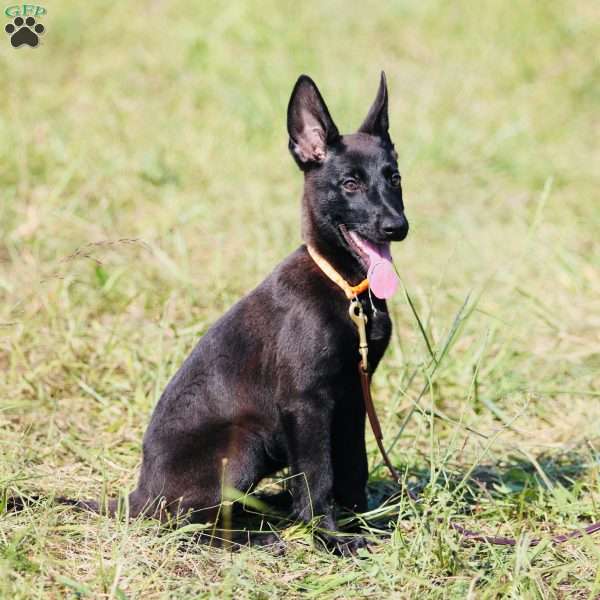 Oakley, Dutch Shepherd Puppy